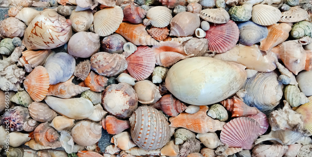Group of sea shell background for decoration Group of sea shell background for decoration