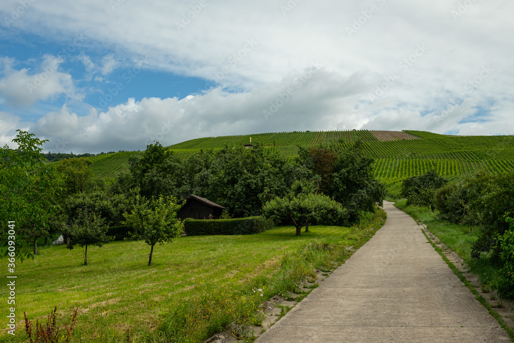 Road in a vineyard in Grossheppach