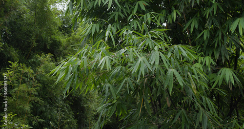 Green plant tree in the forest