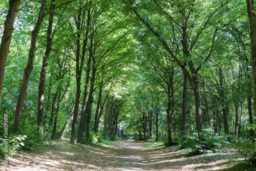 Fototapeta Ile de France - Essonne - Mennecy - Parc de Villeroy - Tilleuls dans la forêt