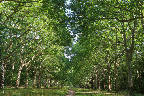 Obraz na plátně Ile de France - Essonne - Mennecy - Parc de Villeroy -  Allée des Platanes