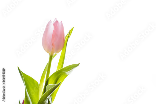 Single soft pink tulip in front of a white background © Willemijnb