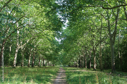 Fotografie Ile de France - Essonne - Mennecy - Parc de Villeroy - Platanes le long d'un sen