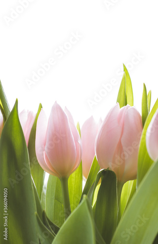 Bouquet of soft pink tulips, white background