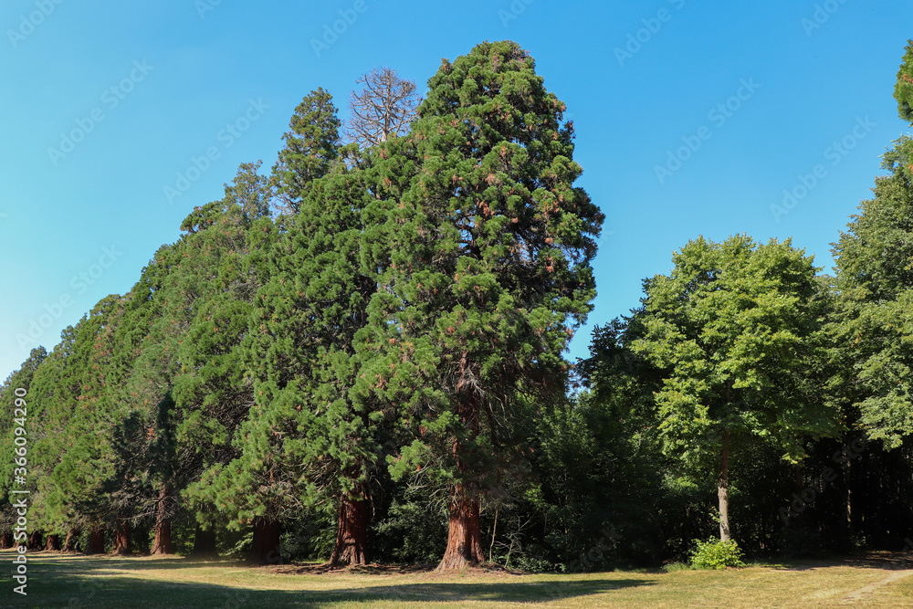 Ile de France - Essonne - Mennecy - Parc de Villeroy - Allée des séquoias