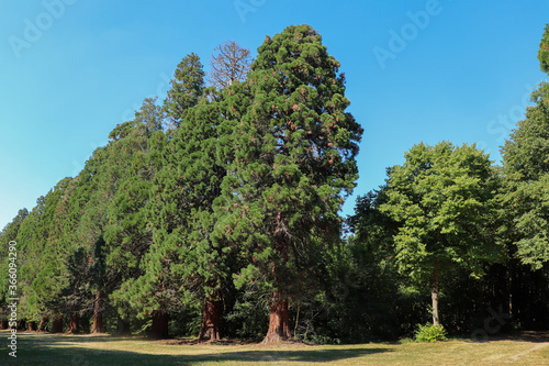 Ile de France - Essonne - Mennecy - Parc de Villeroy - Allée des séquoias