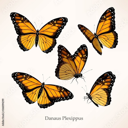 Monarch vector art in several different views