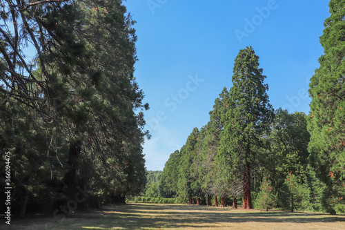 Obraz na plátně Ile de France - Essonne - Mennecy - Parc de Villeroy - Séquoias les plus hauts d