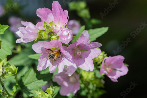 A bee collects nectar from flowers