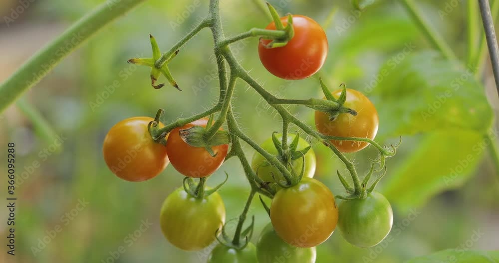 cherry tomatoes on the vine close up pan cherry tomatoes on the vine close up pan