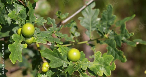 oak galls/oak apples of the gall wasp on a young oak tree during a sunny summers day in scotland.