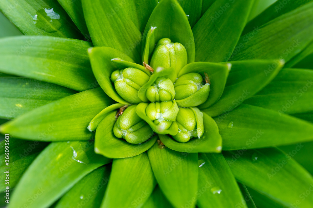 Lily, non-blooming flower bud with arranged leaves, Natural green background Lily, non-blooming flower bud with arranged leaves, Natural green background