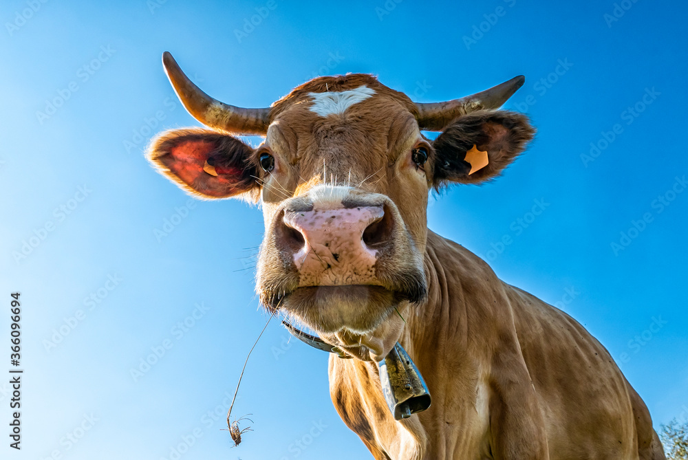 Fotografie Cow head close-up with sky in background