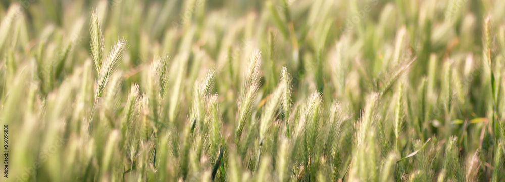 Green grass in sunlight, spring summer natural background. Green grass in sunlight, spring summer natural background.