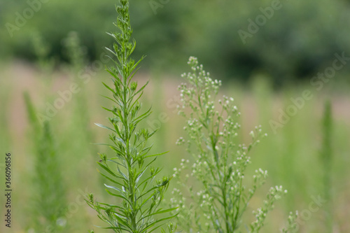 Fresh green field or meadow with colorful blooming wildflowers, beautiful natural summer background 