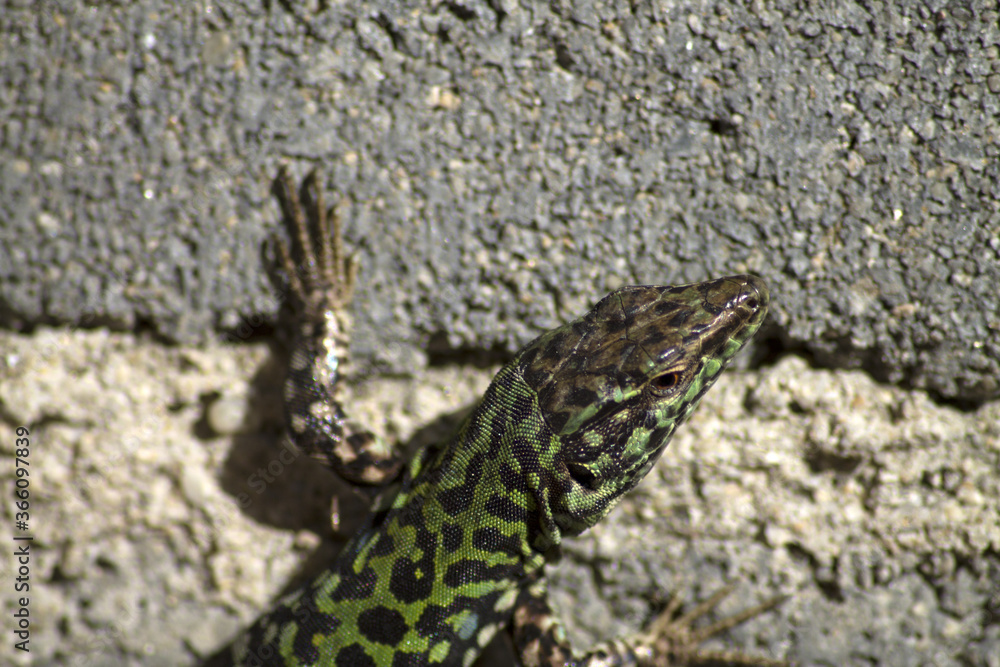 Obraz premium lizard on the stone