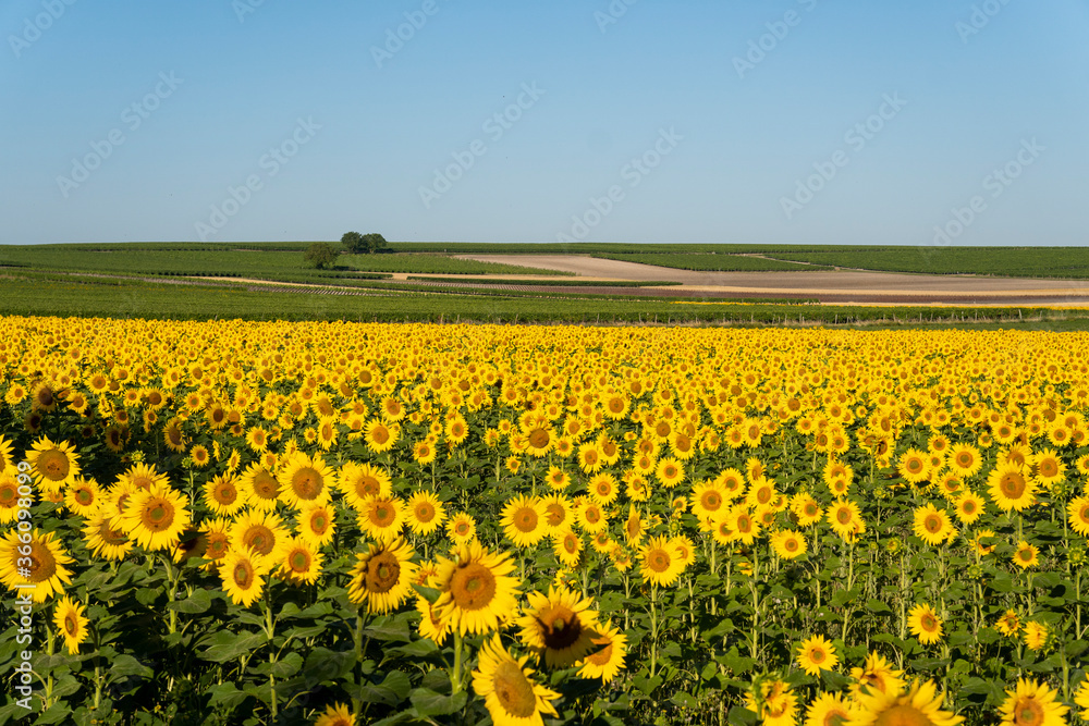 Sunflower field in Southern France. Summer plantation. Sunflower field in Southern France. Summer plantation.