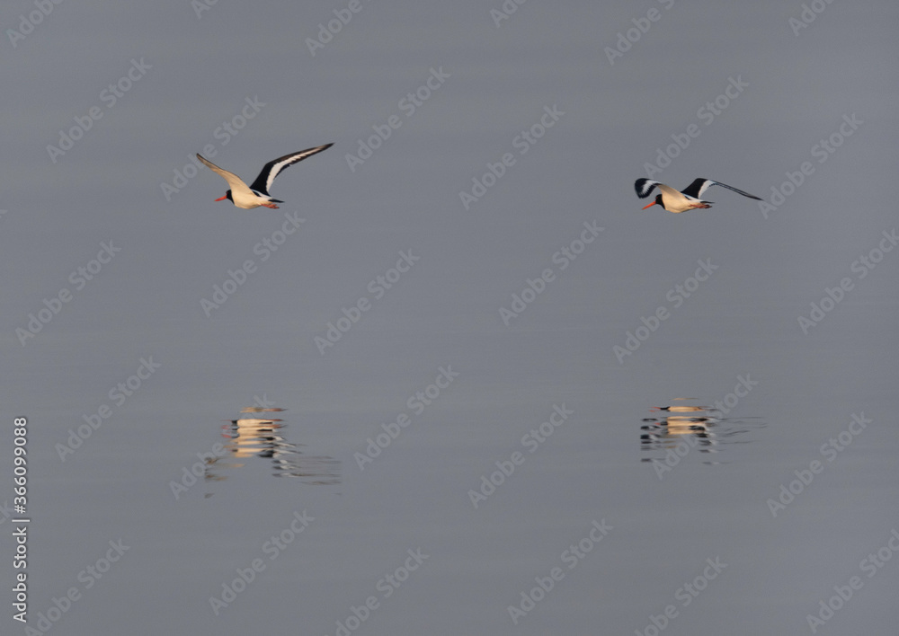 Oystercatchers flying at Busaiteen coast of Bahrain