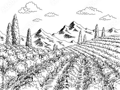 Vineyard graphic black white landscape sketch illustration vector © aluna1