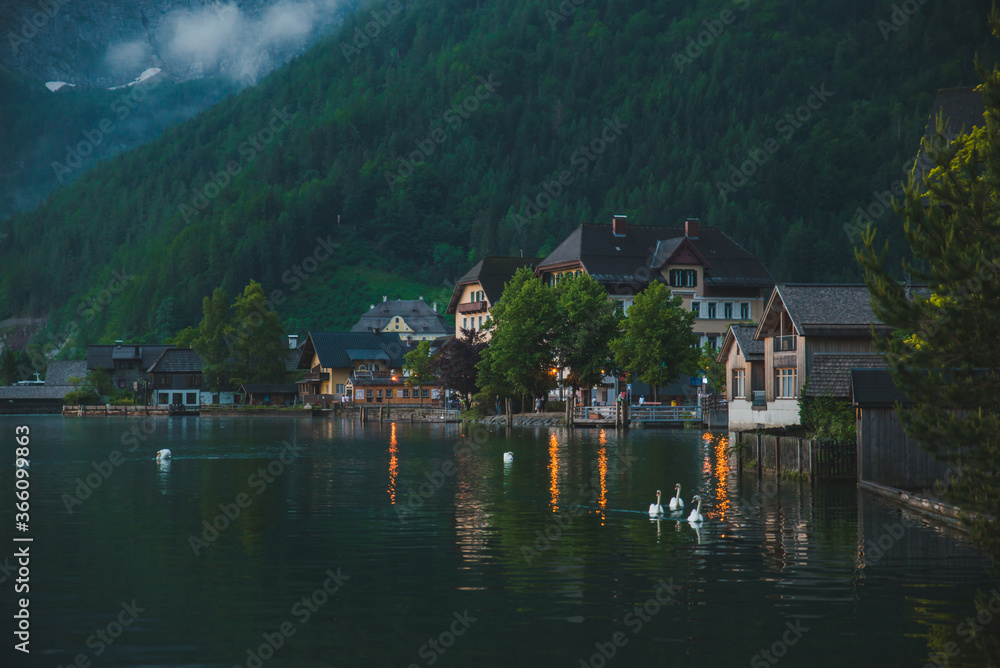 swans in lake hallstatt town on background