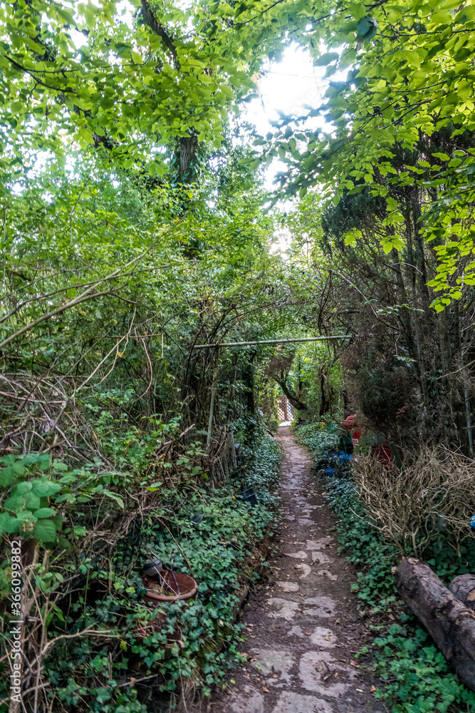 Mischwald im Sommer Mischwald im Sommer
