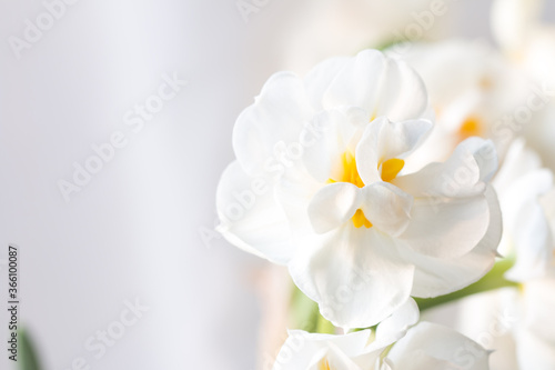 Closeup of a double daffodil called bridal crown