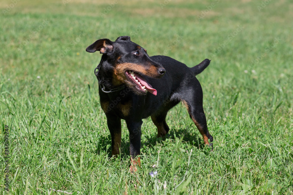 Cute german jagdterrier puppy is standing on a green grass in the summer park. Pet animals. Cute german jagdterrier puppy is standing on a green grass in the summer park. Pet animals.