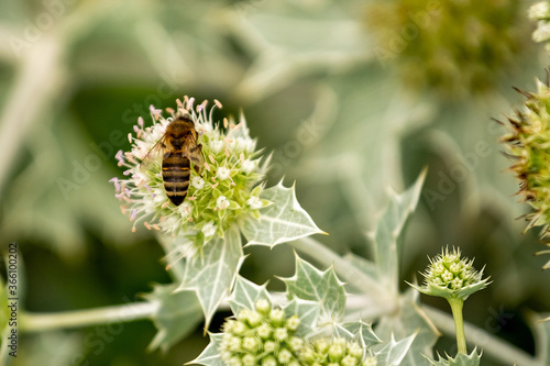 Flower of a plant with spikes, bee on the flower