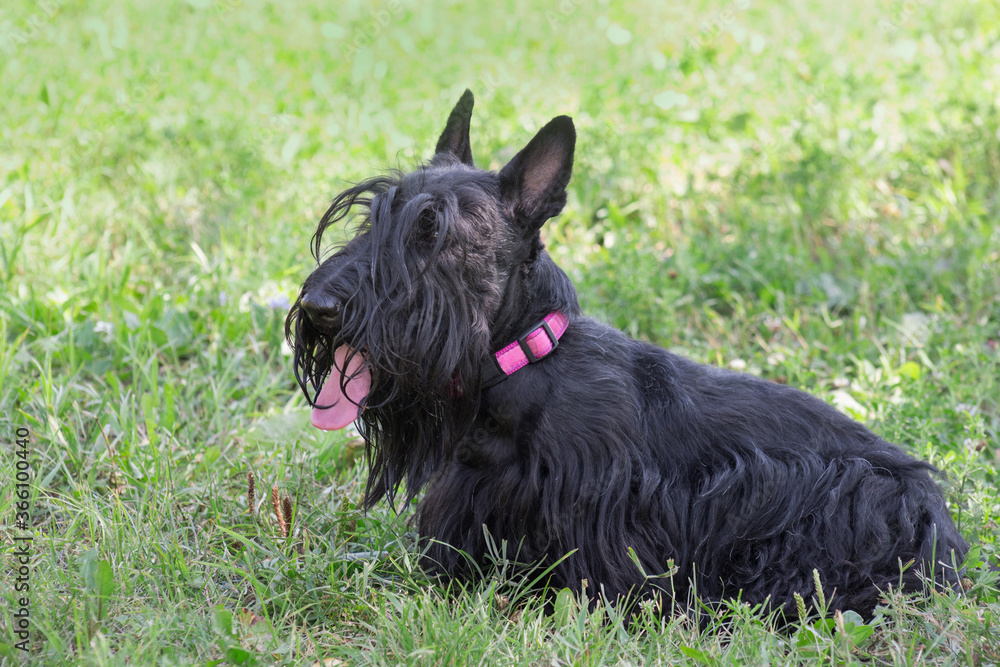 Cute black scottish terrier puppy is sitting on a green grass in the summer park. Pet animals. Cute black scottish terrier puppy is sitting on a green grass in the summer park. Pet animals.