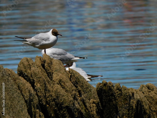 Gaviota enana en el puerto de Cudillero photo