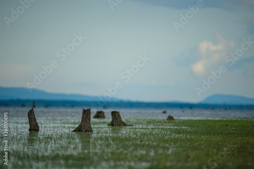 dead trees in the lake with mountain background