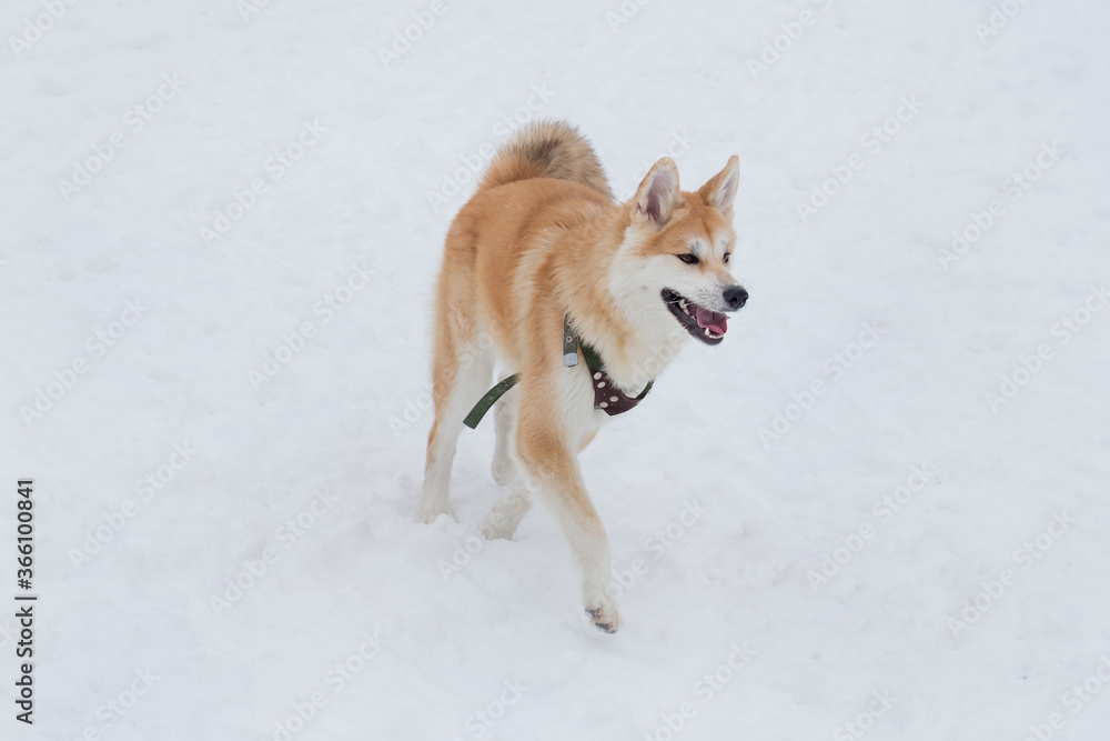 Akita inu puppy is running on a white snow in the winter park. Pet animals.