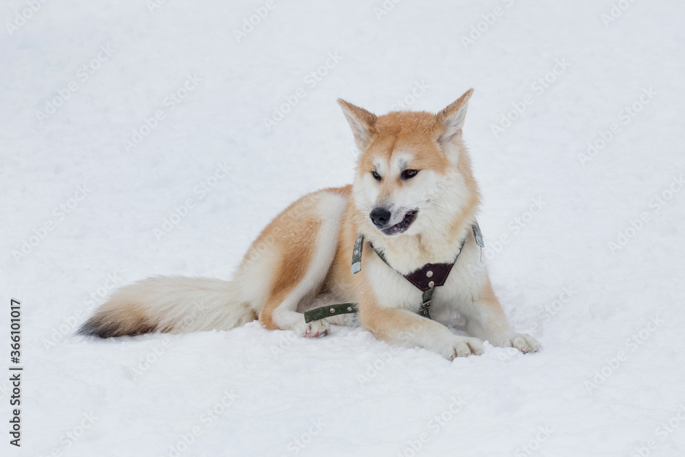 Cute akita inu puppy is lying on a white snow in the winter park. Pet animals.
