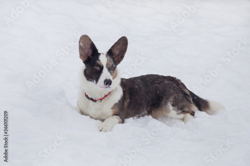 Cute cardigan welsh corgi puppy is lying on a white snow in the winter park. Pet animals. © tikhomirovsergey