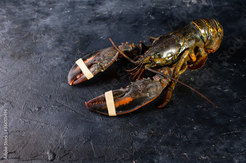 Fresh lobster on a black background. Seafood on a dark background. Place for text