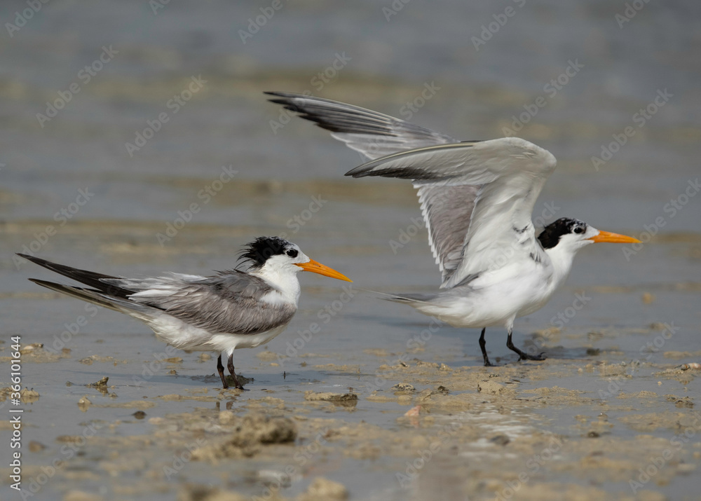 Greater Crested Tern at Busaiteen coast of Bahrain Greater Crested Tern at Busaiteen coast of Bahrain