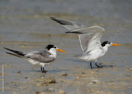 Greater Crested Tern at Busaiteen coast of Bahrain