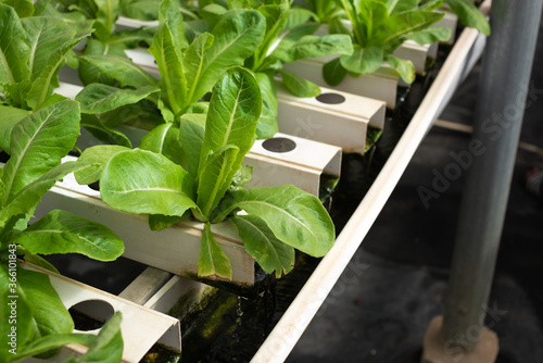 Organic hydroponic vegetable