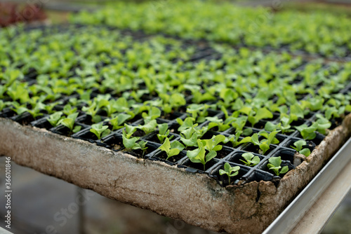 Organic hydroponic vegetable