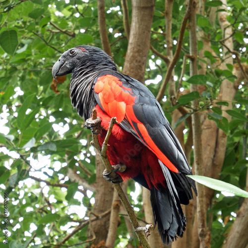 Pesquet's parrot (Psittrichas fulgidus) sitting on the branch of tree. Parrot with red wings and black neck and tail. It is endemic to hill and montane rainforest in New Guinea photo