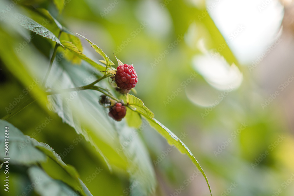 Obraz premium raspberry 