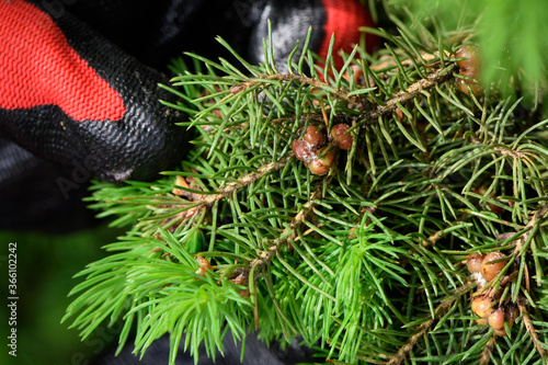 Coccidae on a branch of the canadian Conica spruce. macro. close up. Insect, gardening, farming, garden diseases and pests concept