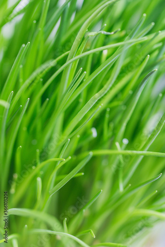 Closeup of fresh chives