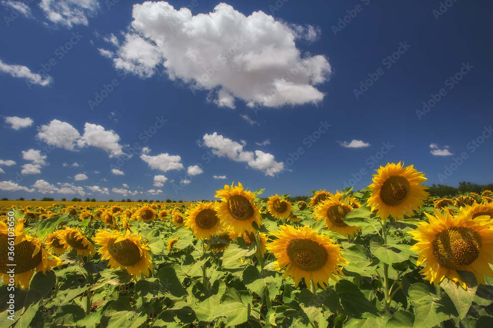 Field of blooming sunflowers in the sunlight. Soft and selective focus. Summer landscape with yellow sunflowers and blue sky with white clouds. Image with a copy of the space.