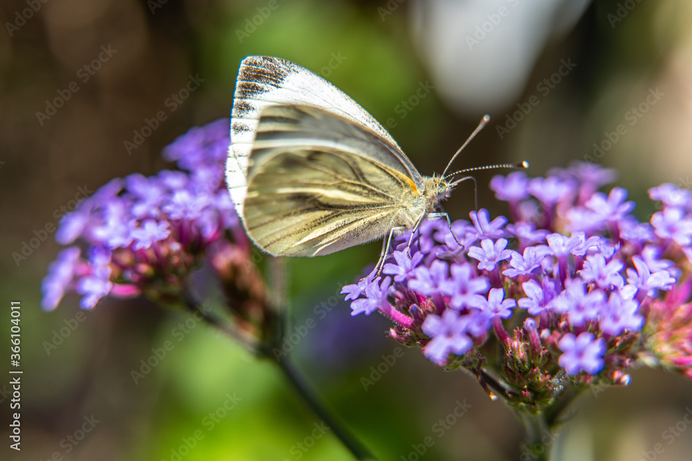 Close-up macro of butterfly on purple flower Close-up macro of butterfly on purple flower