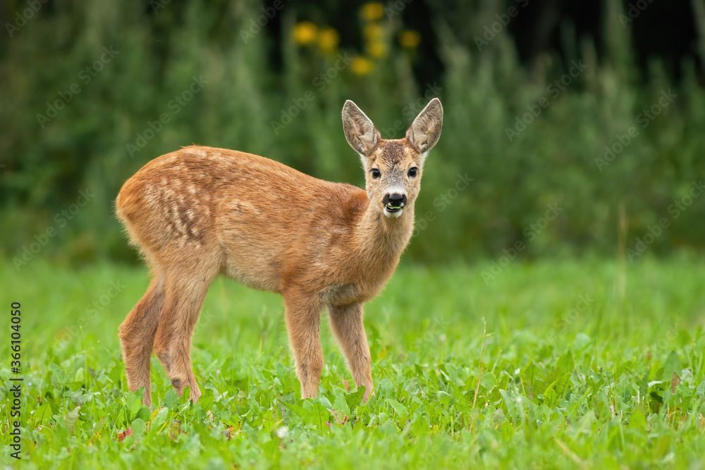 Young roe deer, capreolus capreolus, standing on grass during the summer. Little fawn looking to the camera on meadow. Juvenile animal watching on field from low angle view. Young roe deer, capreolus capreolus, standing on grass during the summer. Little fawn looking to the camera on meadow. Juvenile animal watching on field from low angle view.