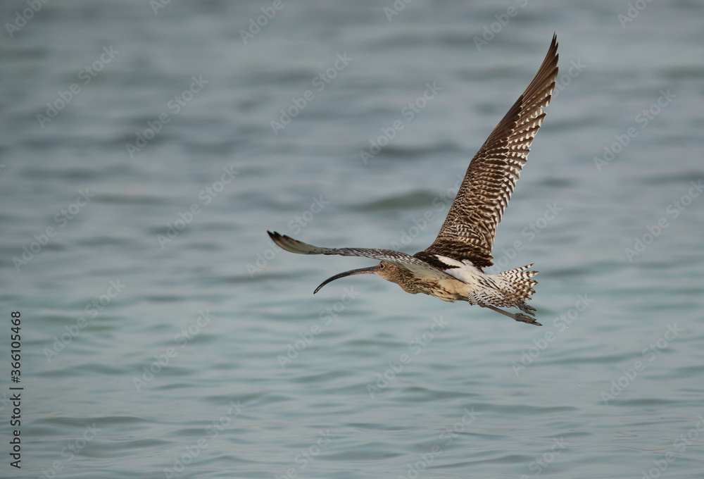 Eurasian curlewin flight at Busiateen coast, Bahrain Eurasian curlewin flight at Busiateen coast, Bahrain
