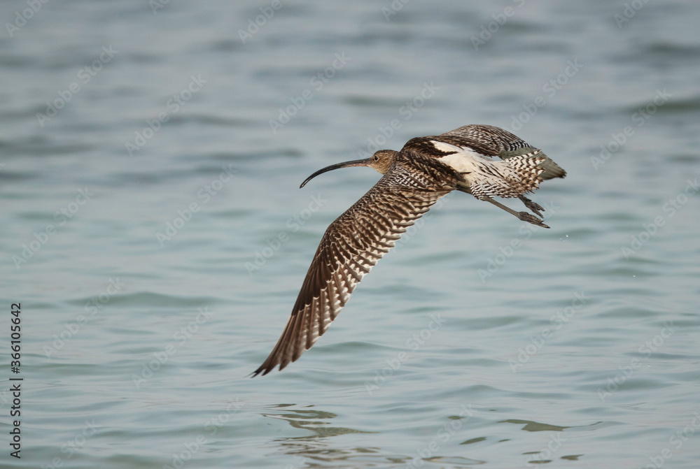 Fototapeta premium Eurasian curlew flying at Busiateen coast, Bahrain