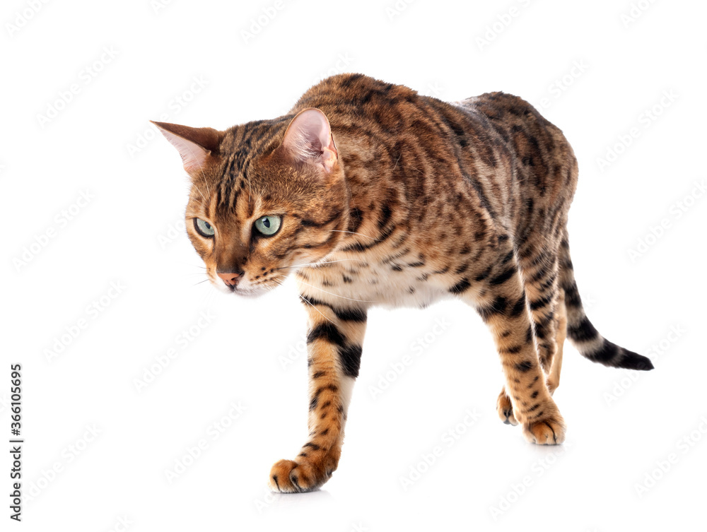 bengal cat in studio bengal cat in studio