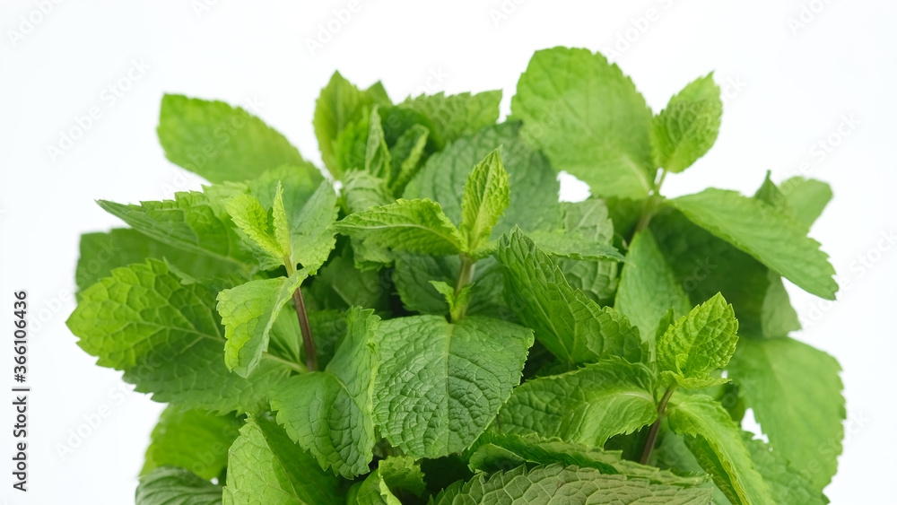 mint. Fresh mojito mint leaf on white background, macro shot mint. Fresh mojito mint leaf on white background, macro shot